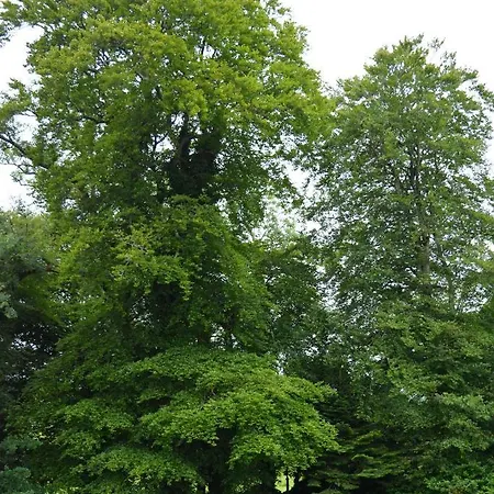 The Courtyard, Castle Dargan * Ballygawley