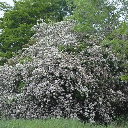 The Courtyard, Castle Dargan Ballygawley