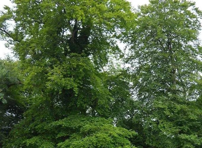 The Courtyard, Castle Dargan * Ballygawley