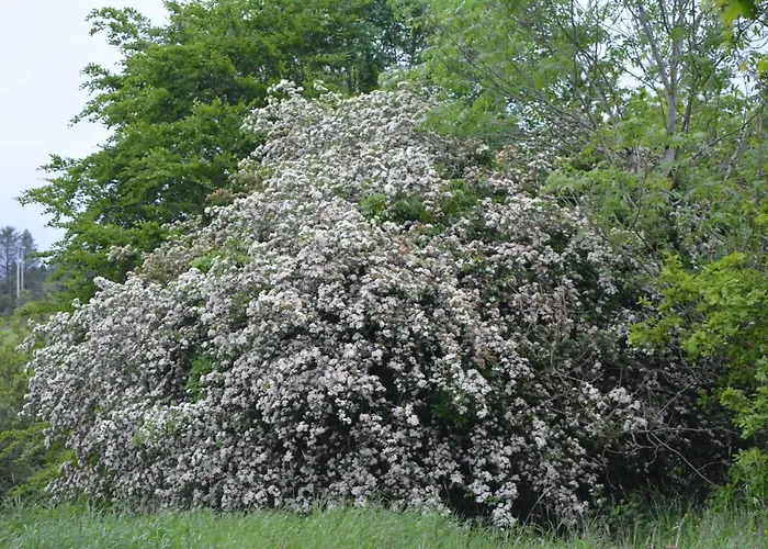 The Courtyard, Castle Dargan Ballygawley